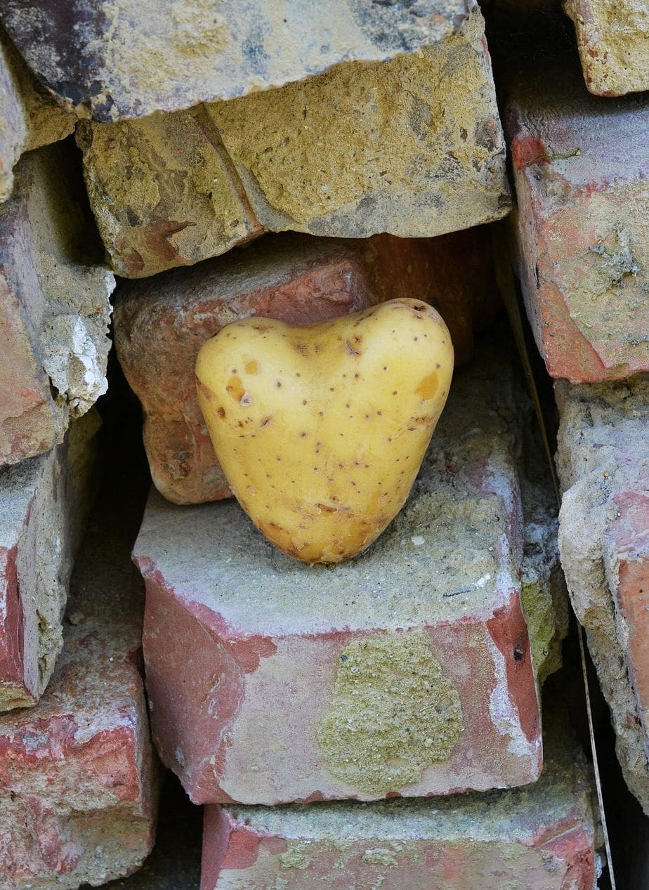 Northfield Potatoes 13