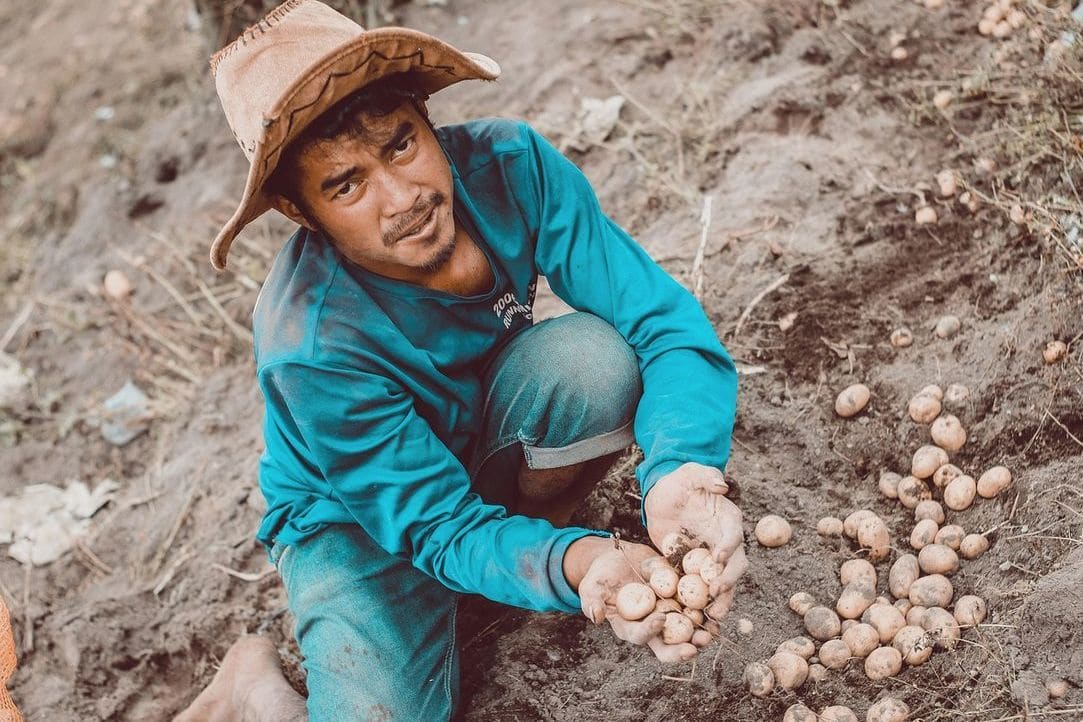 Northfield Potatoes 14